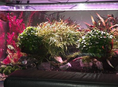 planted tank 250 liter