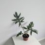 Alocasia Pink Passion Plant Image 3