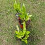 Fern Plants X 3 Image 2