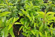 Portuguese Laurel - Discounts on larger orders