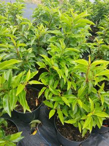 Portuguese Laurel - Discounts on larger orders
