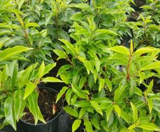 Portuguese Laurel - Discounts on larger orders