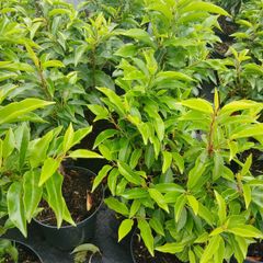 Portuguese Laurel - Discounts on larger orders