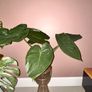 plant Image 2