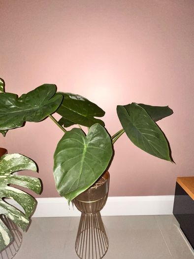 plant