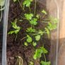 celery seedlings Image 2