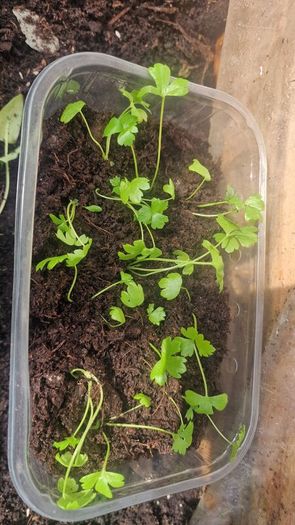 celery seedlings
