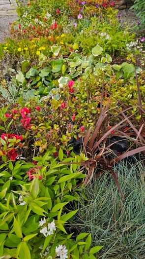 Azalea Evergreen Plants