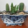 Fabulous Antique Tureen with Cacti Garden - A Fabulous Unique and Decorative Item for Display Indoors Image 2