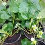Organic Strawberry Plants Image 7