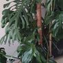 large mature Monstera plant Image 2
