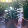 Artificial plant small pair Image 2