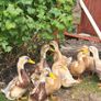 Saxony Ducks Image 2