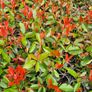 Red Robin Reliable Hedging Image 9
