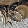 Rosanna Mazzoli Italy bracelet Image 3