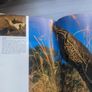 The Nature of Australia Michael Morcombe Image 8