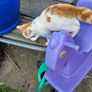 cat adaptio Image 4