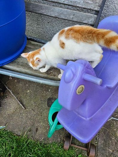 cat adaptio