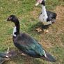 Muscovy drakes Image 7