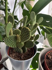 Full & Bushy Opuntia microdasys (Bunny Ears Cactus)
