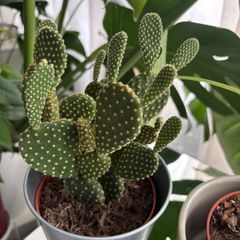 Full & Bushy Opuntia microdasys (Bunny Ears Cactus)