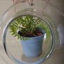 Glass terrarium for plants Image 3