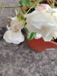 Roze plant