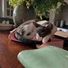 catlover05