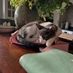 catlover05