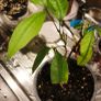 Young Lychee Plant . Grown from Seed Image 4