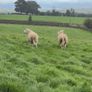 Wicklow Cheviot shearling Image 6