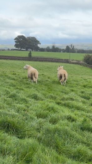 Wicklow Cheviot shearling