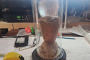 Wax Cobra in antique glass dome.