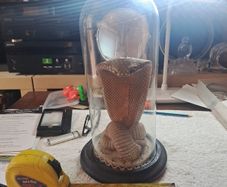 Wax Cobra in antique glass dome.