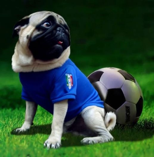 Limited Edition Dog Football Jerseys Brand New