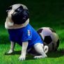 Limited Edition Dog Football Jerseys Brand New Image 2