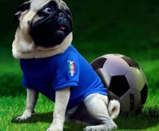 Limited Edition Dog Football Jerseys Brand New