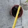 plant Image 2