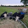 5 quality good condition cows. all grass fed. Image 3