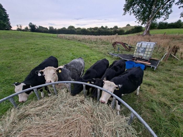5 Heifers. 5 good condition heifers