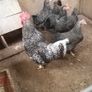 Pullets/hens/roosters/point of lay/ Image 9