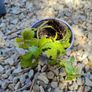 Variety of plants for sale Image 3