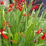 Crocosmia Hellfire x 5 bulbs Image 3