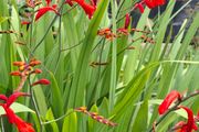 Crocosmia Hellfire ( Red ) x 5 bulbs