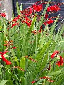 Crocosmia Hellfire ( Red ) x 5 bulbs