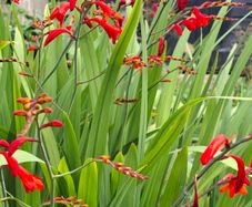Crocosmia Hellfire ( Red ) x 5 bulbs