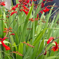 Crocosmia Hellfire ( Red ) x 5 bulbs