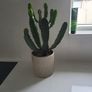 Euphorbia Trigona planter Image 4