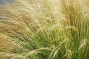 (G) Feather Grass seeds 0.05g (415411)