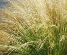 (G) Feather Grass seeds 0.05g (415411)